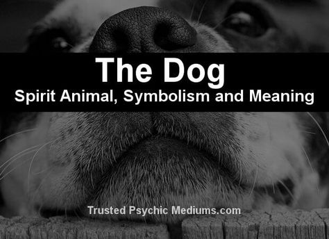 What does the dog spirit animal really mean? Find out the true meaning and symbolism of the dog in this special spirit animal analysis. Dog Spirit Animal, Dog Spirit, Animal Totem Spirit Guides, Spirit Animal Meaning, Animal Meanings, Animal Guides, Power Animal, Animal Symbolism, Dream Symbols