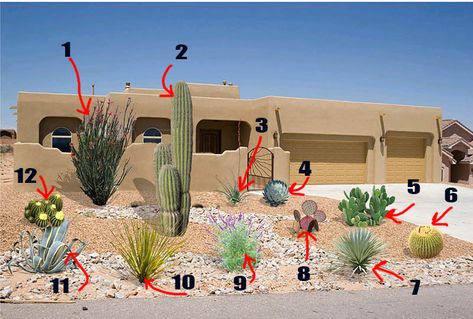 Desert Plants Landscaping, Southwest Landscaping, Desert Landscape Front Yard, Desert Landscaping Backyard, Arizona Plants, Plants Names, Desert Landscape Design, Cactus Garden Landscaping, High Desert Landscaping