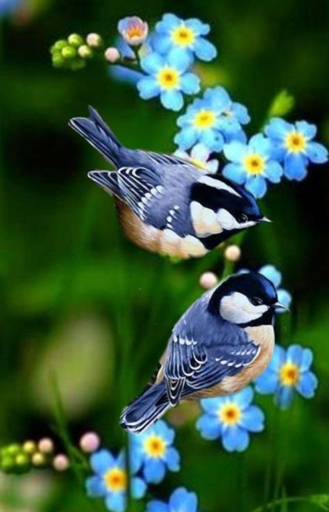 Most Beautiful Birds, Airbrush Art, Nature Birds, Two Birds, Bird Pictures, Exotic Birds, Bird Drawings, Pretty Birds, Colorful Birds