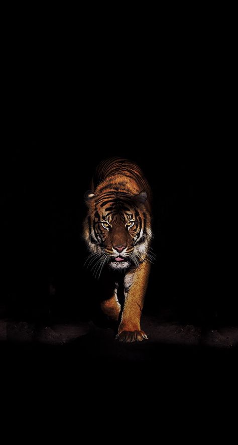 Elephant Iphone Wallpaper, Tiger Fotografie, Tiger Wallpaper Iphone, Lion Wallpaper Iphone, Tiger Photography, Wild Animal Wallpaper, Animals Tattoo, Cat Dark, Tiger Artwork