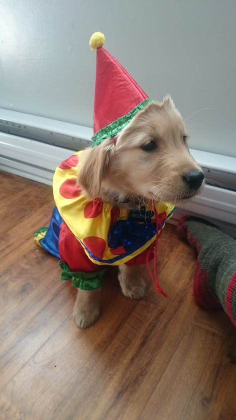 Clown Dog Art, Dog Clown Costume, Clown Animals, Clown Love, Birthday Clown, Elmo And Friends, Clown Suit, Clown Core, Funny Costume