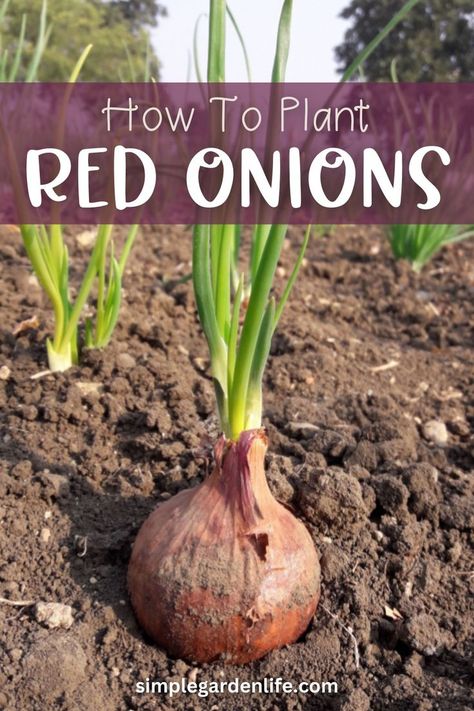 Planting Onions Bulbs, Grow Red Onions, Onion Garden, Growing Onions, Fish Garden, Onion Bulbs, Planting Onions, Vegetable Garden Planning, Starting Seeds Indoors