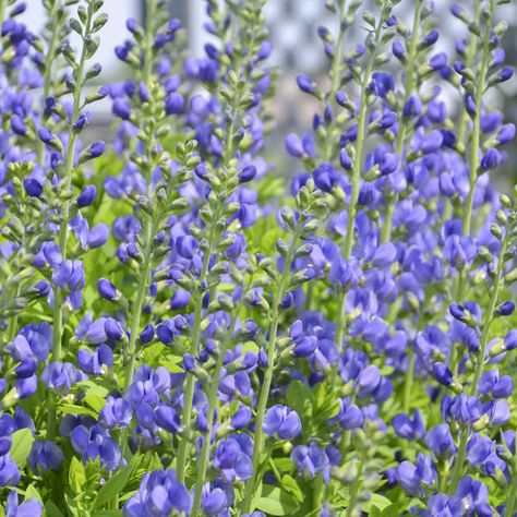 Baptisia australis False Indigo Blue Wild Indigo, Tall Perennials, False Indigo, Baptisia Australis, Red Twig Dogwood, Indigo Flower, Twig Dogwood, Wild Indigo, Hummingbird Plants