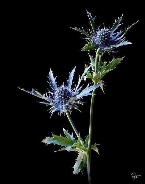 Thistle Tattoo, Thistles Art, Purple Bridal Bouquet, Sea Holly, Handpoke Tattoo, Scottish Thistle, Blue Flower, Ikebana, Botanical Art