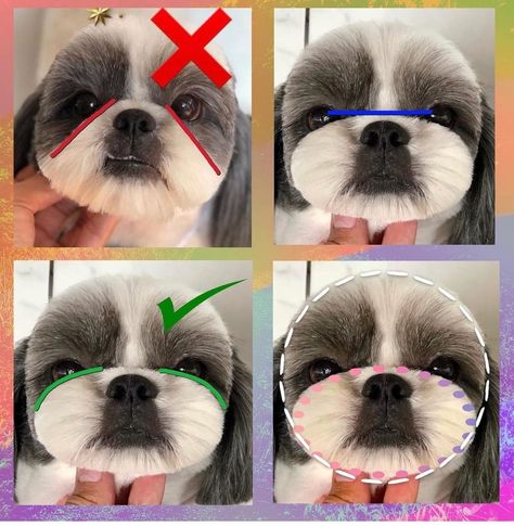 Dog Grooming Shed Salon, Shitzu Dogs Haircuts, Dog Grooming Shih Tzu, Dog Grooming Diy, Pet Grooming Business, Perro Shih Tzu, Chien Shih Tzu, Shitzu Dogs, Pet Grooming Salon