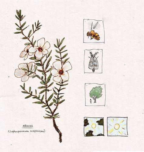 Manuka Tattoo, Manuka Flower, I Am An Artist, Pencil Pen, Illustration Drawing, Native Plants, Line Drawing, Flower Tattoo, Nativity