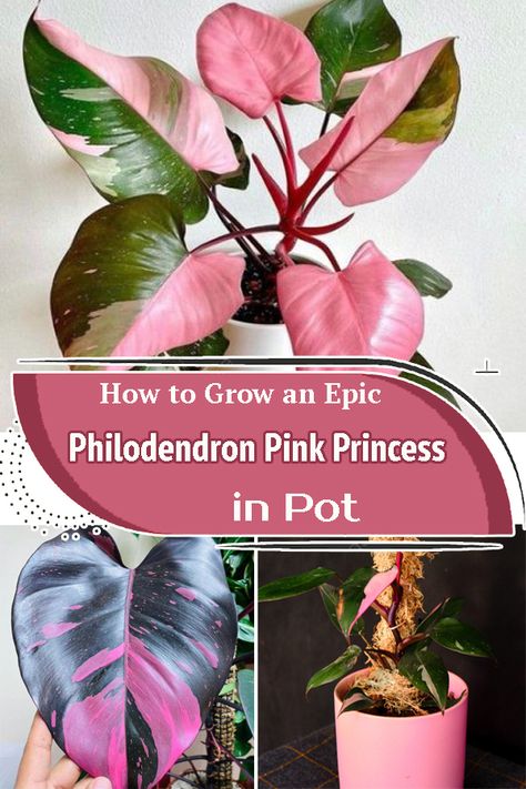 Pink Pothos Plant, Large Pink Princess Philodendron, Pink Micans Philodendron, Philodendron Pink Princess Plant, Repotting Pink Princess Philodendron, Phylodendrum Pink Princess, Pink Princess Philodendron Propagation, Pink Princess Philodendron Tattoo, Pink Philodendron