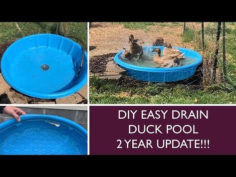 Duck Pool Drain Diy, Diy Duck Pools, Drainable Duck Pond, Small Duck Enclosure Ideas, Kiddie Pool Duck Pond, Easy Drain Duck Pond, Duck Pond Drain, Easy Clean Duck Pond, Duck Swimming Pool