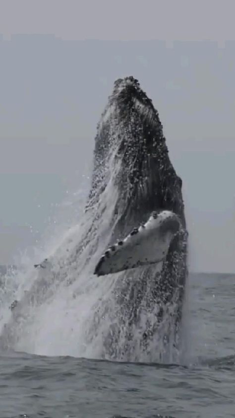 Humpback Whale Videos, Whale Sound, Beluga Whale Videos, Blue Whale Video, Whale Video, Whale Blowing Water, Humpback Whale Breaching, Whale Pictures, Big Whale