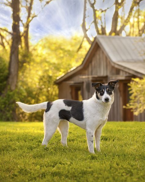 Platelet Rich Plasma, Veterinary Services, Stem Cell Therapy, Animal Health, Cell Therapy, Integrative Medicine, Franklin Tn, Veterinary Medicine, Medical Technology