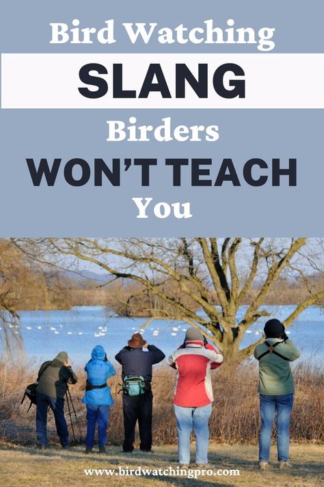 Bird Watching Slang Bird Watching For Beginners, Birding Aesthetic, Soup Soiree, Bird Watching Aesthetic, Birdwatching Aesthetic, Birding Quotes, Backyard Birds Watching, Bird Study, Winter Gathering