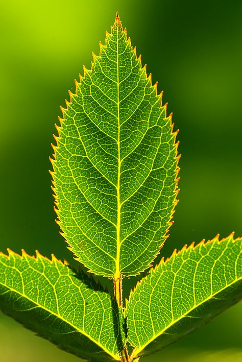 Photo Bokeh, Plant Texture, Pattern Photography, Leaf Photography, Leaf Images, Bokeh Lights, Leaf Drawing, Leaf Texture, Big Leaves