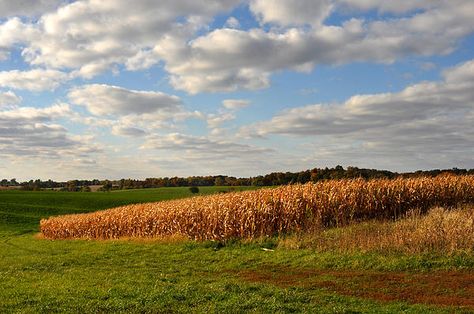 Iowa corn field in Autumn. Diane Greene Lent Fall Cornfield Pictures, Corn Fields Aesthetic, Corn Fields Photography, Exterior Layout, Midwest Landscape, Iowa Corn Fields, Land Forms, Corn Field, Farm Ranch