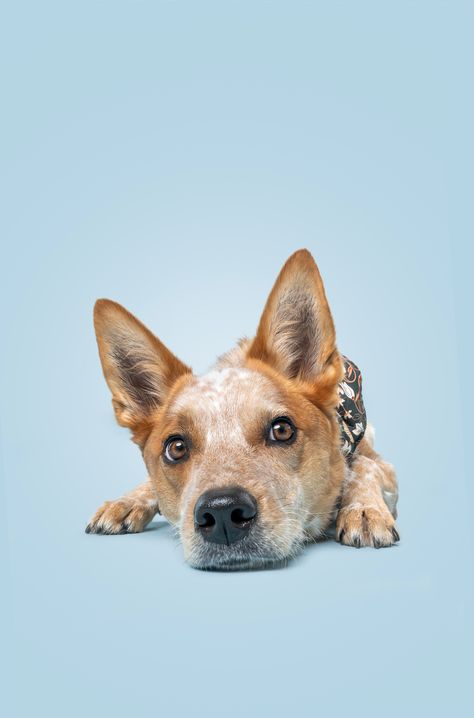 Before & After: Editing Dog Portraits — The Dog Photog Dog Photoshoot Backdrop, Dog Lifestyle Photography, Australian Heeler, Dog Photography Studio, Pet Photography Poses, Dog Photography Poses, Sporty Dog, Pet Portraits Photography, Raw Photography