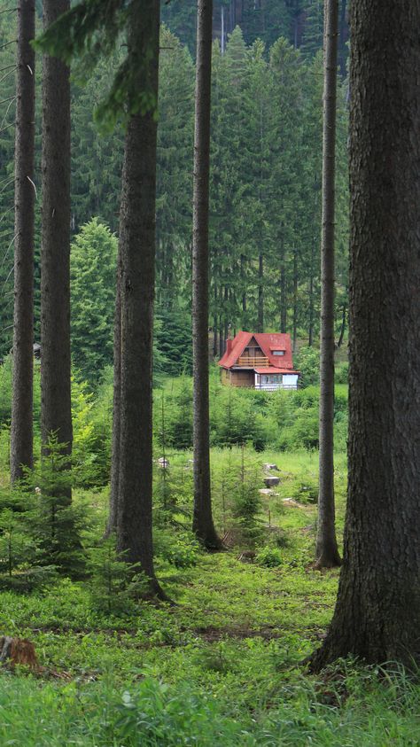 Nature, Plants, The Forest, In The Middle, The Middle, Tree Trunk, Forest, Outdoor Furniture, Outdoor Decor