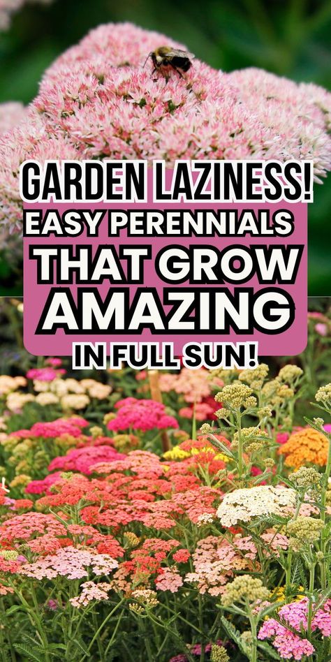 Tired of high-maintenance plants? These full sun perennials are the answer to your gardening woes! Easy to grow and perfect for busy schedules. Say goodbye to constant watering and hello to vibrant blooms all season long. Full Sun Low Water Perennials, Plants That Can Handle Full Sun And Heat, Sun Loving Perennials Landscapes, Best Full Sun Plants Landscapes, Full Sun Flower Bed Ideas Design, Best Perennials For Full Sun, Full Sun Plants Landscaping, Perennial Garden Ideas Full Sun, Perennial Flowers Full Sun