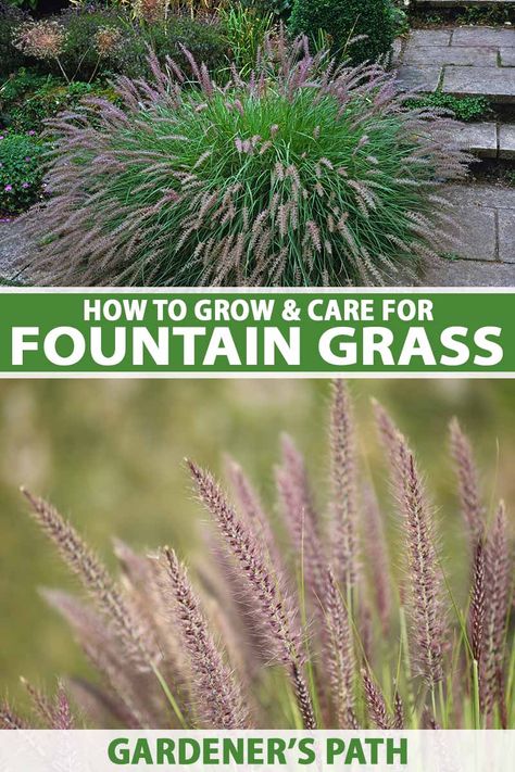 A vertical collage of two images of ornamental Pennisetum grass, the top a small specimen growing on the patio and the bottom a close up of the wispy foliage. To the center and bottom of the frame is green and white printed text. Low Growing Ornamental Grasses, Fountain Grass Care, Purple Fountain Grass Care, Fountain Grass Perennial, Fountain Grass Landscaping Ideas, Zone 4 Landscaping, Backyard Green House, Landscape Grasses, Slope Garden