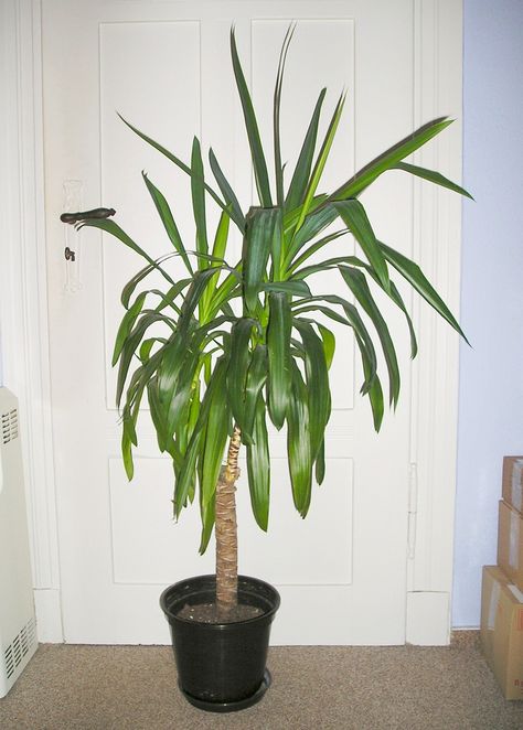 Growing a yucca plant indoors adds a focal point to a room or works as part of an attractive, indoor display. Learn how to care for a yucca houseplant in the article that follows. Yucca Plant Indoor, Yukka Plant, Yucca Plant Care, Best Office Plants, Vegetable Planting Guide, Low Light House Plants, Large Indoor Plants, Yucca Plant, House Plant Pots