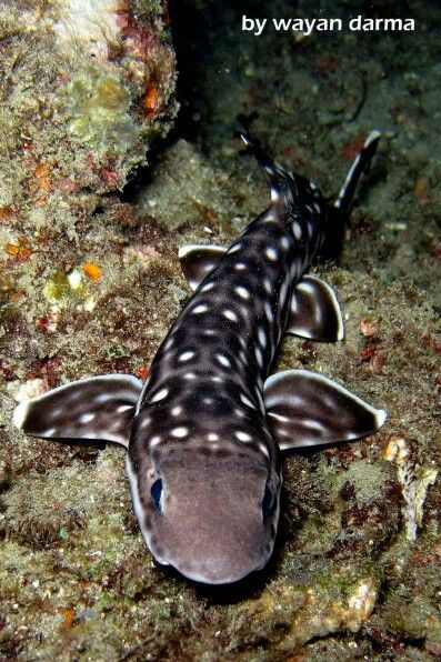 Coral cat shark Deep Sea Creatures, Bamboo Shark, Zebra Shark, Cat Shark, Shark Sculpture, Types Of Sharks, Shark Photos, Species Of Sharks, Salt Water Fish