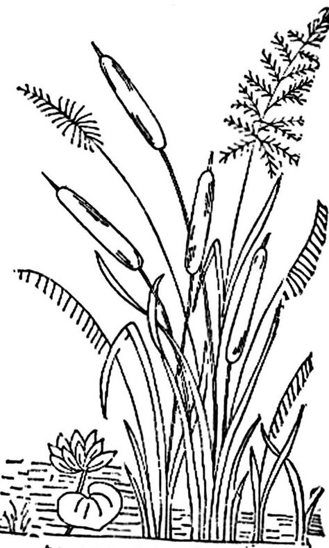 1886 Ingalls Cattails | Flickr - Photo Sharing! Cat Tails Plant Drawing, Tall Grass Drawing, Cattails Drawing, Plant Coloring Pages, Folk Art Flowers, Tall Flowers, Wood Burning Crafts, Wood Burning Art, Cat Tail