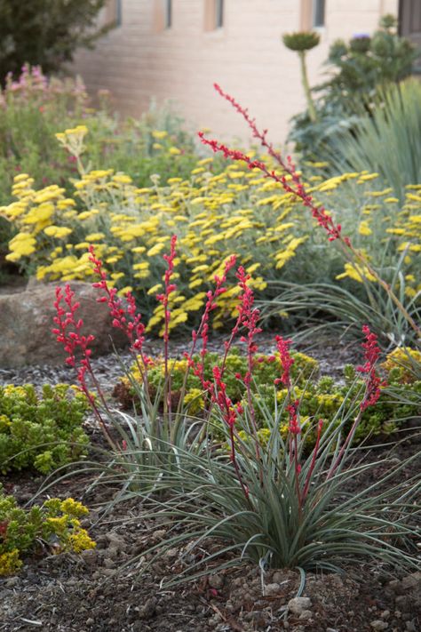 Brakelights Red Yucca - Perennially Yours Red Yucca Plant, Red Yucca, Monrovia Plants, Waterwise Garden, Yucca Plant, Arizona Landscape, Full Sun Plants, Plant Catalogs, Plant Propagation