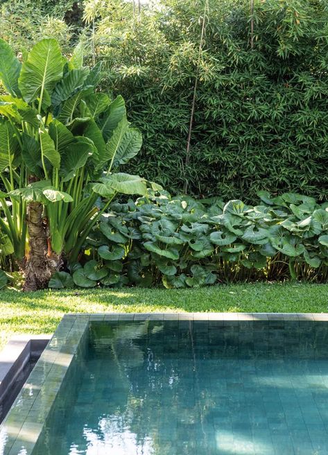 Outdoor Monstera, Tropical Backyard, Estilo Tropical, Monstera Deliciosa, Tropical Garden, Outdoor Pool, Outdoor Garden, Outdoor Space, Oasis