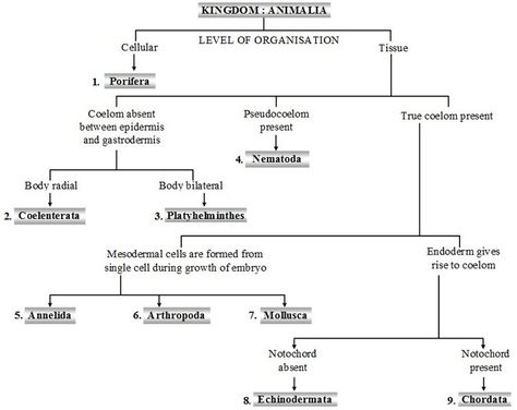 Kingdom Animalia Notes, Animalia Kingdom, Neet Notes, Biology Plants, Ias Study Material, Plant Physiology, Beautiful Words In English, Medical Stickers, Human Body Facts