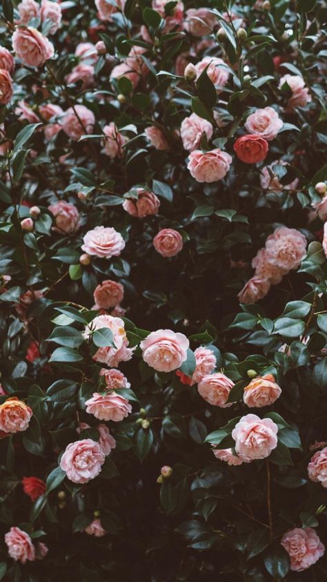 🖤รย๒รςгเ๒є קเภtєгєรt: 𝕻𝖎𝖗𝖔𝖟𝖍𝖔𝖐 🌙 White Roses Wallpaper, Flor Iphone Wallpaper, Wallpapers Flowers, Tumblr Flower, Wallpaper Rose, Romantic Aesthetic, Wallpapers Pictures, Flowers Background, Vibes Wallpaper