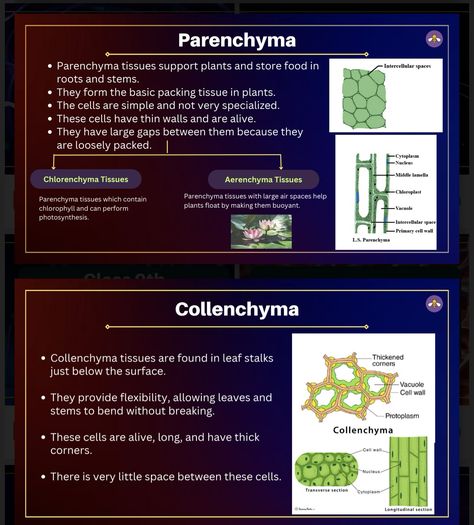 Tissue’s notes !!!!!!!!!!  Topic’s to be covered  1 Tissue  2 plant tissue  3 permanent tissue  4 animal tissue  5 nervous tissue  Tissues = A group of cell’s having similar shape and function act together to performs a specific function is known as tissues.              Structure’s organisation in living organisms :  CELL~ TISSUES ~ORGANS ~ ORGANS SYSTEM ~ ORGANISMS ….        WHAT IS THE UTILITY OF TISSUE IN MULTICELLULAR ORGANISMS??????? Answer THE UTILITY OF TISSUES IN MULTICELLULAR ORGANISMS IS PROVIDE DEFINED STRUCTURE, MECHANICAL STRENGTH AND DIVISION OF LABOR .     ￼ Plant Tissue table !!!!!!!!!!!!                                                              PLANT TISSUE’S TYPES  1st MERISTEMATIC TISSUE : they have the capacity to divide . Meristematic tissue has cell small in size Plant And Animal Tissues Notes, Meristematic Tissue, Tissues Notes, Nervous Tissue, Animal Tissue, Physics Lessons, Living Organisms, Plant Tissue, Organ System