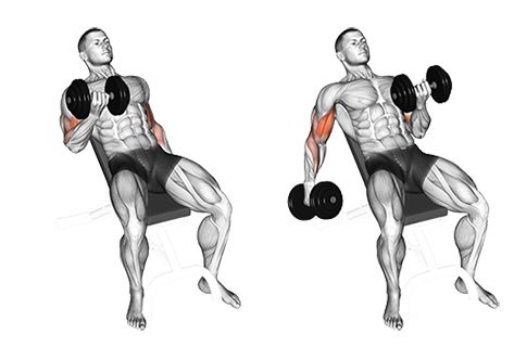 Seated Alternate Incline Dumbbell Biceps Curl Biceps Training, Muscle Belly, Biceps Curl, Best Biceps, Back And Bicep Workout, Workouts Exercises, Dumbbell Curls, Bicep Muscle, Big Biceps