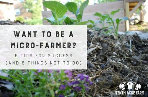 Want to be a Micro-Farmer? 6 Tips for Success: Would you like to grow food for your family, but don't know how to start? Here are 6 mistakes the new micro-farmer makes and 6 ways to ensure your success. Essen, Micro Farming Ideas, Homestead Urban, Suburban Permaculture, Micro Homestead, Apartment Homestead, Microgreens Garden, Micro Farming, Daycare Director