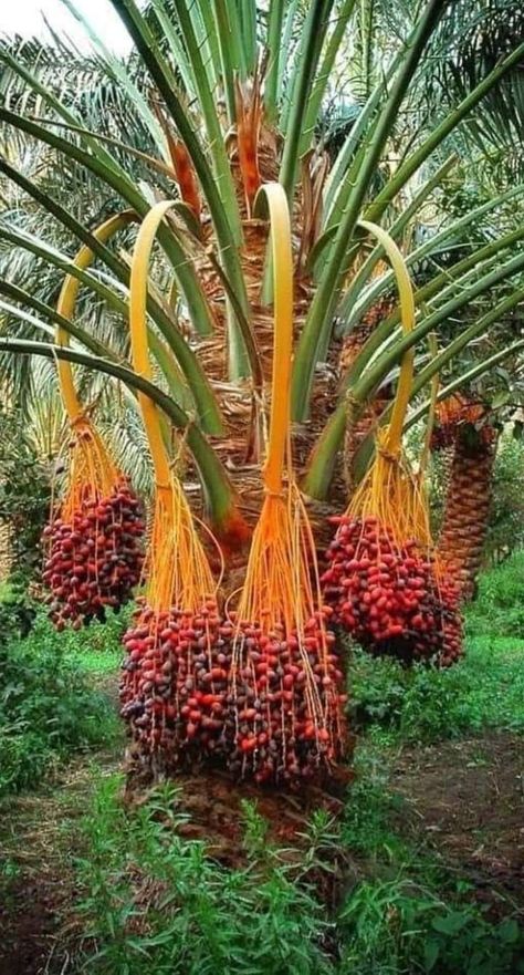 Termő datolya pálma Phoenix Dactylifera, Date Plant, Dates Tree, Happy New Year Background, Dark Art Photography, Beautiful Black Babies, Beautiful Fruits, Landscape Photography Nature, Wonderful Flowers