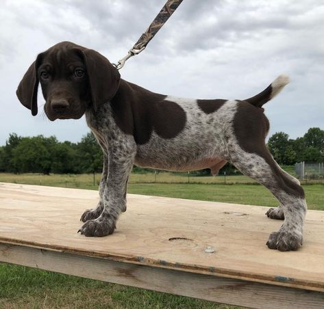 Short Hair Puppies, Short Haired German Pointer, Short Haired Dog, Pointer Puppy, German Shorthaired Pointer Puppy, German Short Hair, German Short Hair Pointer, Gsp Puppy, German Pointer Short Haired