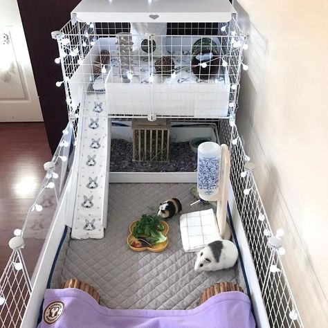 Two Story Bunny Cage, Genie Pig Cage Ideas, Small Guinea Pig Cage Ideas, Kavee Cage Ideas, Guinea Pig C&c Cage Ideas, Guinea Pig Cage Ideas Outdoor, Guinea Pig Set Up, Cute Guinea Pig Cage Ideas, Guinea Pigs Cage Ideas