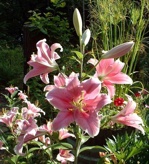 Sorbonne Oriental. Love it Fav Flower, Pink Lily Flower, Boquette Flowers, Nothing But Flowers, Flower Therapy, Pretty Plants, Beautiful Flowers Pictures, Tiger Lily, Lily Flower