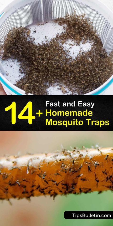 Mosquito Trap Homemade, Mosquito Trap Diy, Mosquito Yard Spray, Plants That Repel Mosquitoes, Mosquito Catcher, Prevent Mosquito Bites, Mosquito Repellent Homemade, Mosquito Traps, Diy Mosquito Repellent