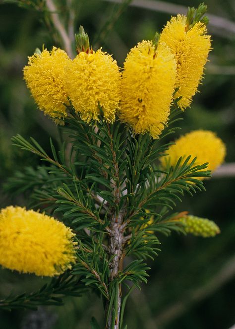 Melaleuca citrina Australian Garden Design, Australian Trees, Australian Native Garden, Australian Wildflowers, Australian Flowers, Australian Native Flowers, Australian Plants, Australian Garden, Australian Native Plants