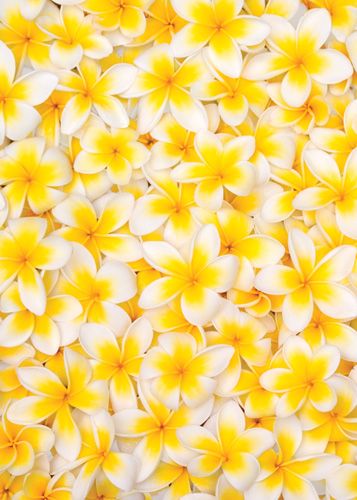 Fiori Frangipani, High School Makeup, Yellow And White Flowers, School Makeup, Yellow Aesthetic, Shades Of Yellow, Happy Colors, Mellow Yellow, Tropical Flowers