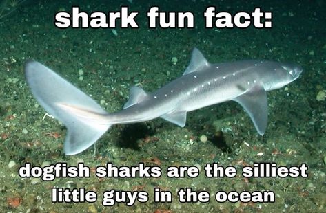 Shark Fun Facts, Sharks In Love, Dogfish Shark, Silly Sharks, Types Of Sharks, Shark Facts, Shark Pictures, Sharks Funny, Shark Art