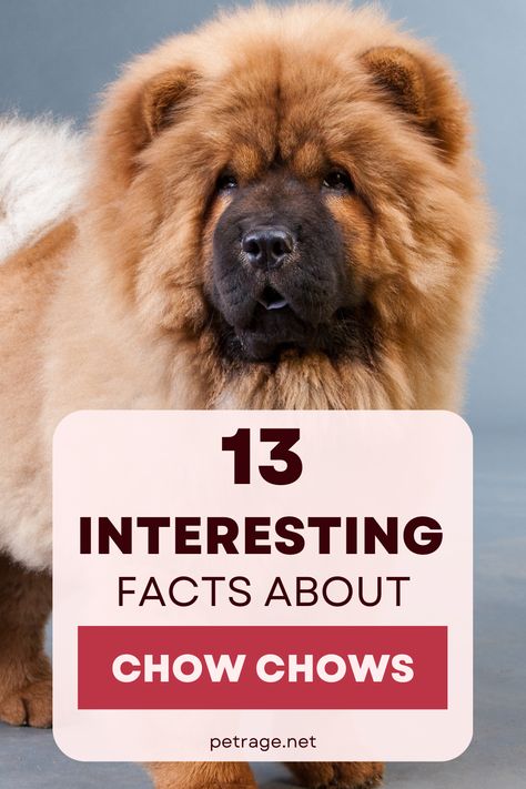 The Chow Chow is a working dog breed developed in China. It is very intelligent, affectionate, loyal, and independent. Here are 13 interesting facts about Chow Chows. Chow Dog Breed, Fun Online Quizzes, Working Dogs Breeds, Chow Chow Dog, Chow Dog, Chow Chow Dogs, Working Dog, Fun Facts About Yourself, Dog Facts