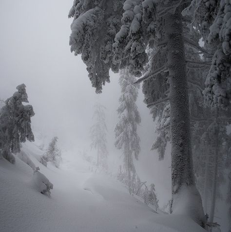 Winter Coquette, Dark Christmas, I Love Winter, Snowy Forest, Winter Scenery, Pine Forest, Winter Aesthetic, Cold Season, Nature Aesthetic