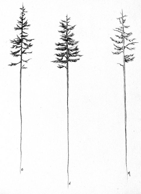 Pine Tattoo, Pine Tree Tattoo, Tree Study, Forest Tattoos, Tattoo Artwork, E Tattoo, The Pines, Nature Tattoos, Tree Tattoo