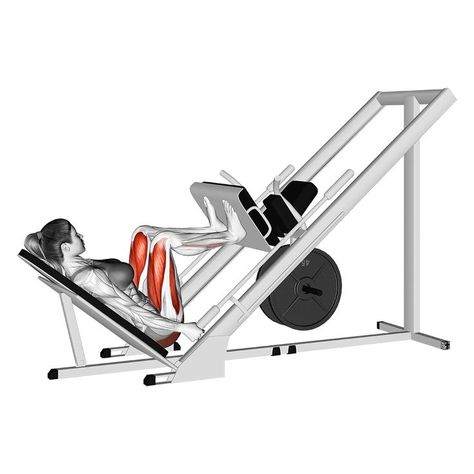 Leg Press Alternative, Leg Press Foot Placement, Leg Press Workout, Leg Machine Workout, Lying Leg Curls, Leg Workouts Gym, Leg Press Machine, Lower Body Muscles, Leg Machines