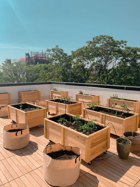 Terrace Veggie Garden, Vegetable Garden Rooftop, Rooftop Herb Garden, Rooftop Food Garden, Rooftop Community Garden, Rooftop Garden Aesthetic, Terrace Vegetable Garden, Rooftop Vegetable Garden, Rooftop Farming