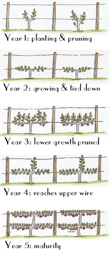 prune grapes #wine #winery #wineeducation Pruning Trees, Espalier Fruit Trees, Growing Trees, Garden Vines, Growing Grapes, Veg Garden, Have Inspiration, Growing Fruit, Food Garden