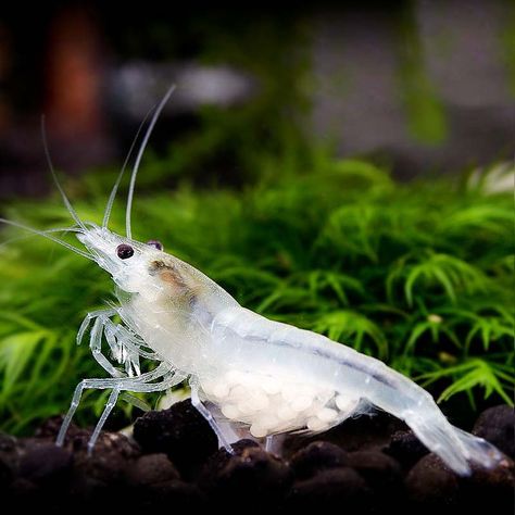 Snowball shrimp – Detailed Guide: Care, Diet and Breeding Red Cherry Shrimp, Cherry Shrimp, Shrimp Tank, Prawn Shrimp, Albino Animals, Crustaceans, Aquascaping, Freshwater Aquarium, Aquatic Plants