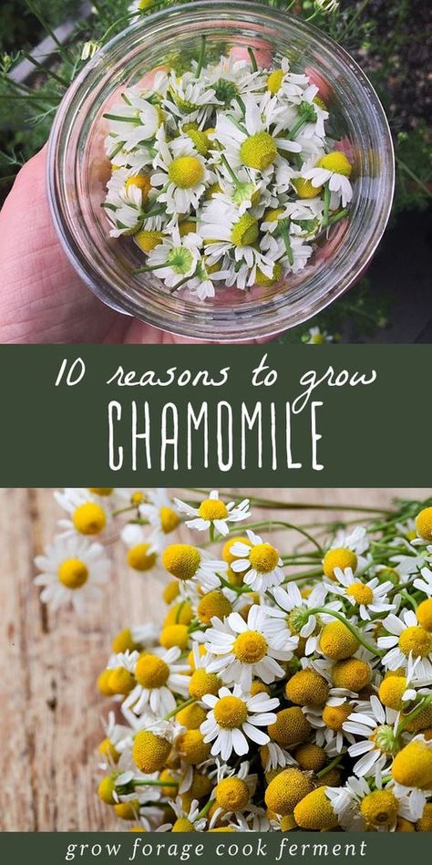 Gardening Benefits, Grow Chamomile, Medical Garden, Chamomile Growing, Plantarea Legumelor, Vegetable Planting, Medicine Herbs, Yard Plants, Medicinal Herbs Garden