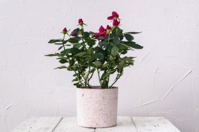 Rose In A Pot, Roses In A Pot, Indoor Roses, White Wall Background, Rose Fertilizer, Miniature Roses, Indoor Plants Styling, Indoor Plant Wall, Yellow Plants