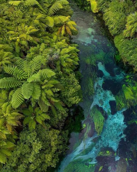 Traveling Aotearoa 🇳🇿 on Instagram: “Grateful for this beautiful Nature that surrounds us!💚 Awesome shot by @thejoshshaw . #northisland #nzmustdo #tropical #newzealand…” Hedge Garden Design, Hedge Garden, Travel New Zealand, Landscaping Inspiration, Green Inspiration, Forest Illustration, Mood And Tone, Blue Spring, Forest House