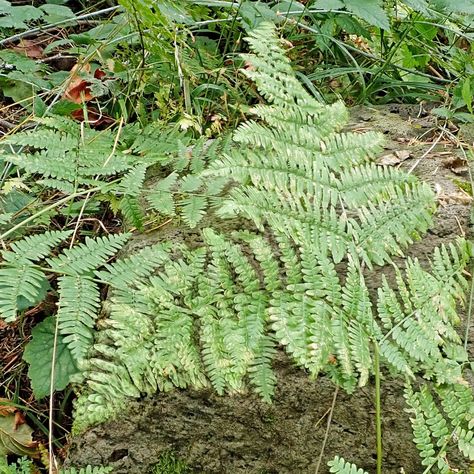 Pteridium aquilinum (Bracken Fern) – 10,000 Things of the Pacific Northwest Button Fern, Brilliance Autumn Fern, Lady Fern, Bracken Fern, Fern Fractal, Ferns Garden, Fern Frond, Indigenous Culture, Greek Words